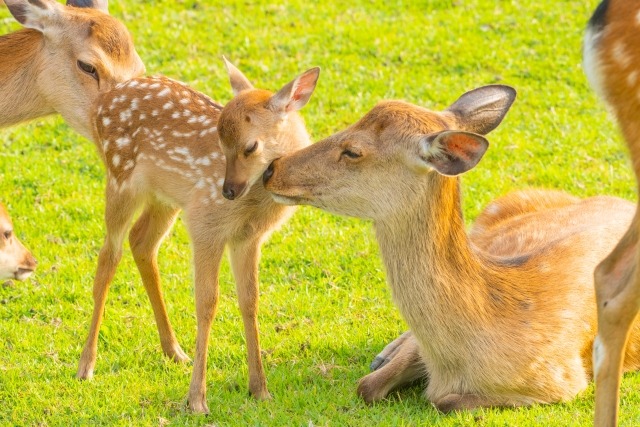 不登校の子どもを突き放さず適切な距離を取るには？